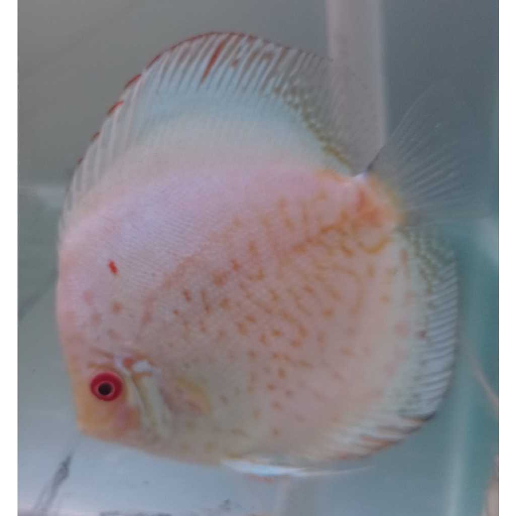 Jual Discus White Butterfly 1,5 cm s/d 2