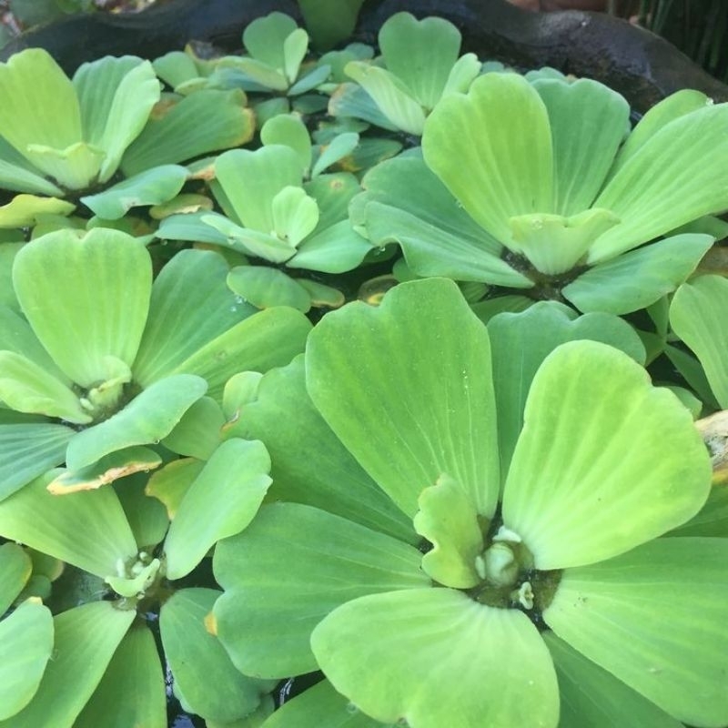 Jual Kayu apung APU APU Dwarf (jumbo Dwarf)| KapuFrogbit,Tanaman Air ...