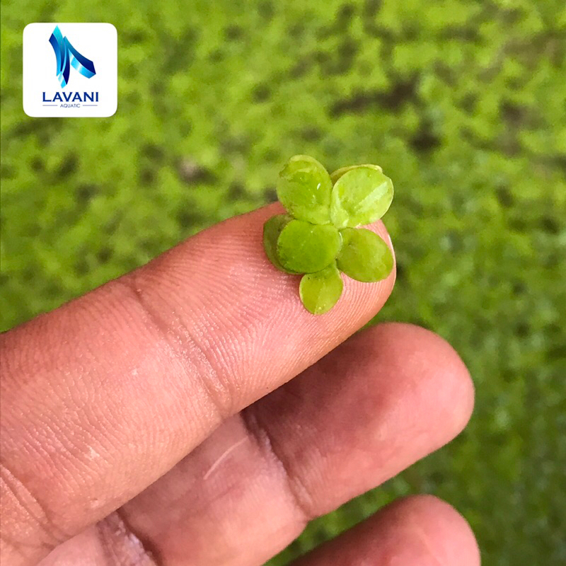 Jual Amazon frogbit mini (Spirodela Polyrhiza)- tanaman Aquascape ...