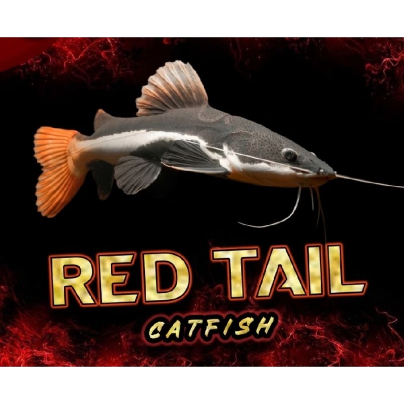 Jual Ikan RTC Terlengkap & Harga Terbaru Juni 2026 | Shopee Indonesia