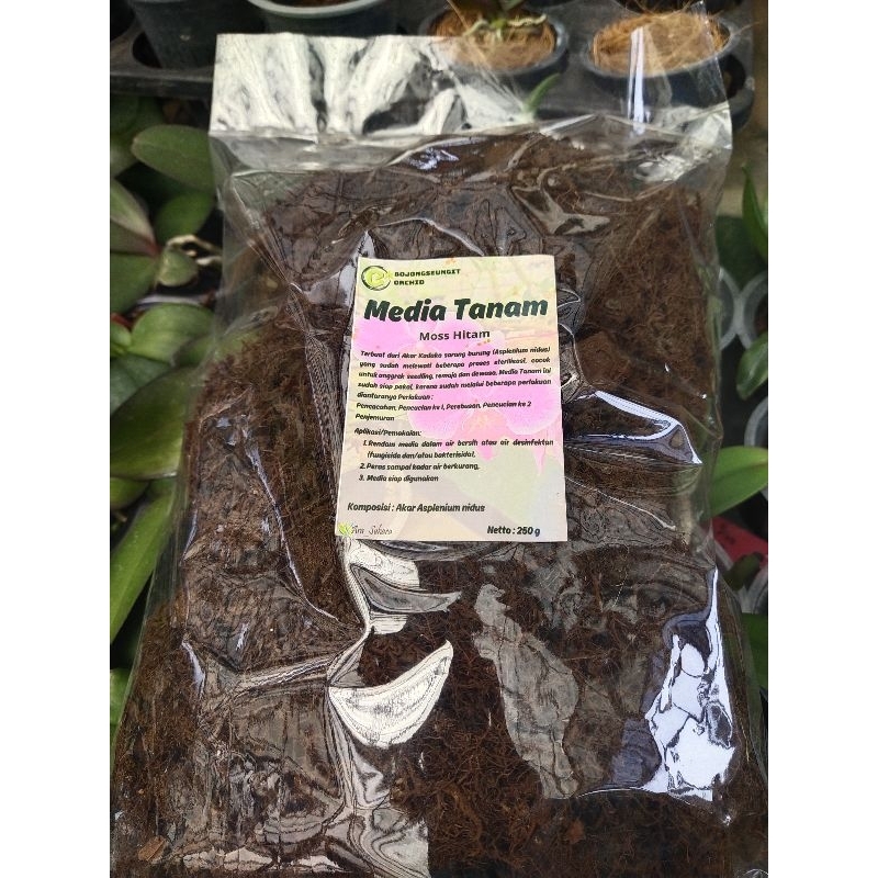 Moss Hitam Media Tanam Anggrek Super