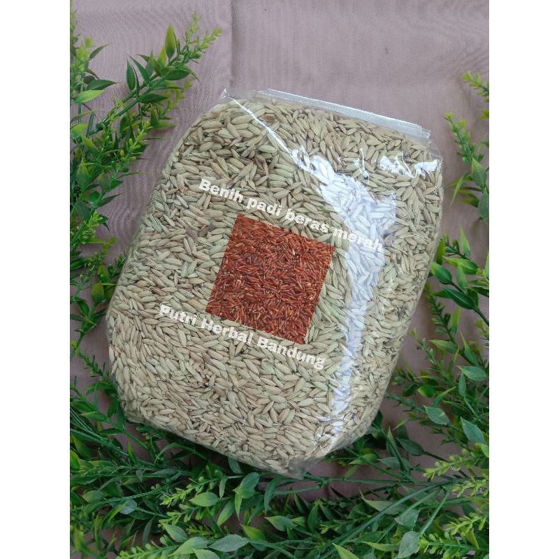 Jual Benih padi beras merah (Jenis cupat manggu) per 1 kg | Shopee ...