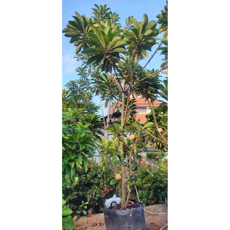 Jual INDUKAN MAMEY SAPOTE | Shopee Indonesia
