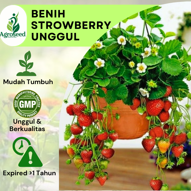 Jual 5 Benih Stroberi Jumbo Strowbery California Besar Bibit Buah ...