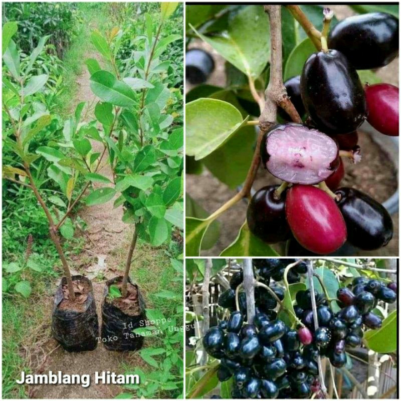 Tinggi 100 cm UP. Bibit Juwet Hitam. Asli tanaman super genjah cepat berbuah lebat...