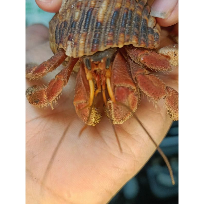 Jual Coenobita Rugosus Merah Jumbo XL | Shopee Indonesia