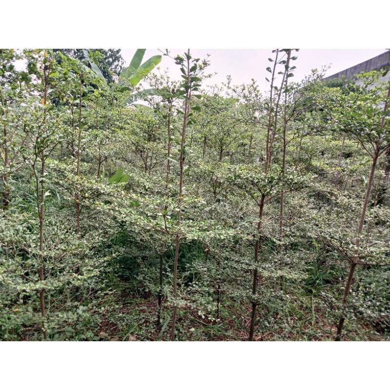 Jual Pohon Ketapang Kencana Tinggi 3 Meter | Pohon Peneduh Ketapang ...