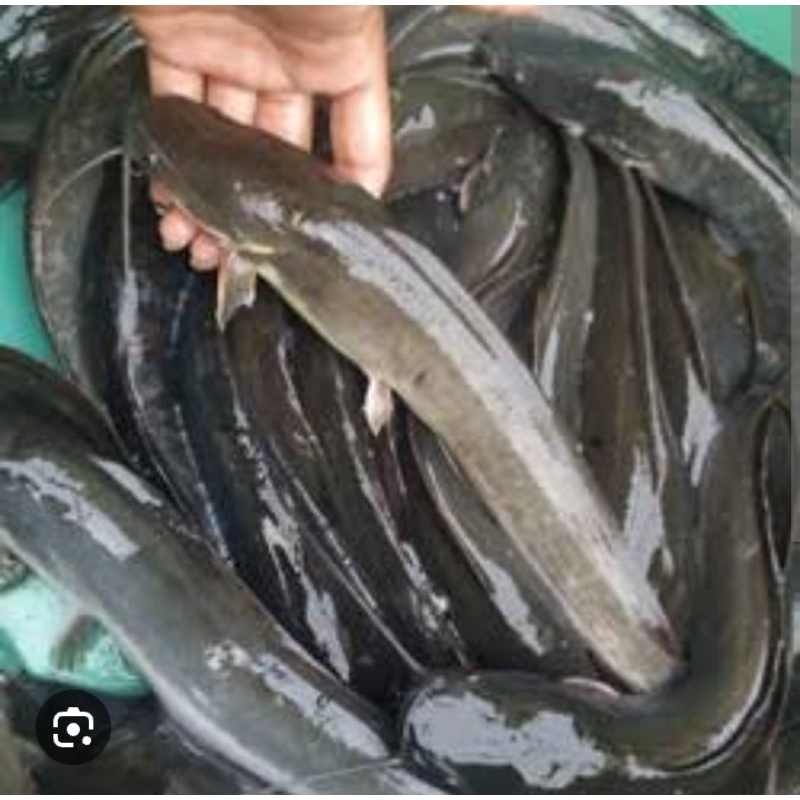 Jual Ikan Lele Segar Kemasan Kg Shopee Indonesia