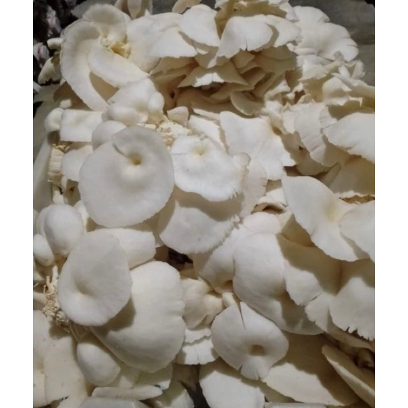 Jual jamur tiram fresh 1/2kg Shopee Indonesia