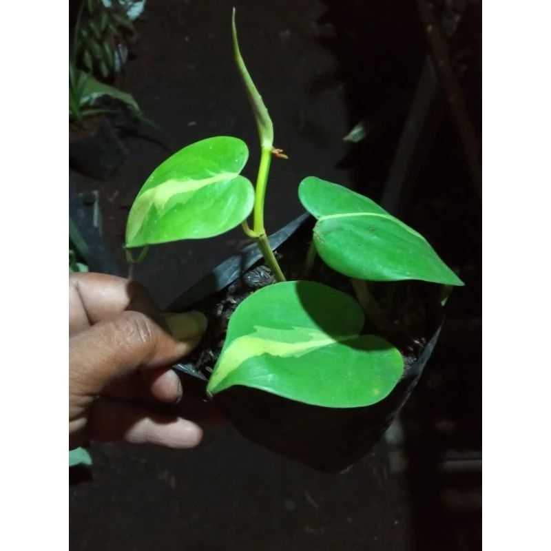 Tanaman Hias Sirih Gading Epipremnum aureum (beli 5 gratis 1 berlaku kelipatan nya)