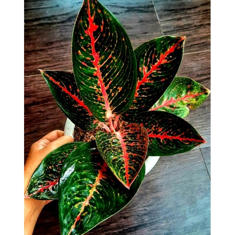 dracaena milky way 4” Dracaena ‘Milky Way’ main image 0