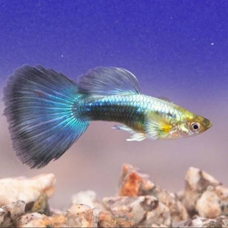 Jual Guppy neon blue | Shopee Indonesia