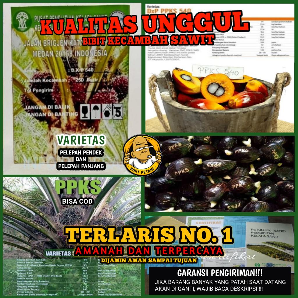 Jual BENIH POLONG KECAMBAH BIBIT SAWIT DXP PPKS 540 UNGGUL MEDAN ...