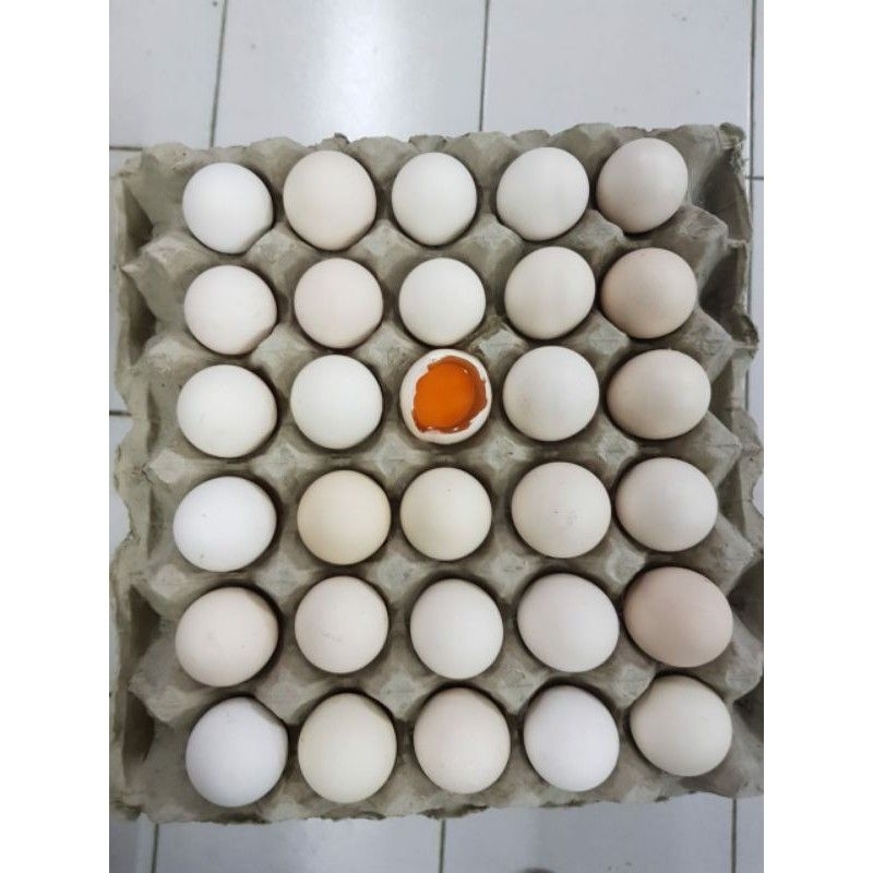 Jual Telur Ayam Kampung Omega Fresh Shopee Indonesia