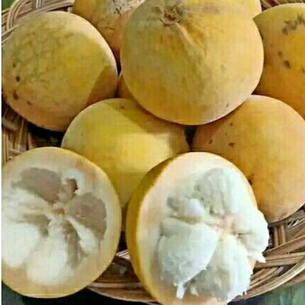 Jual buah kecapi buah sentul ukuran besar matang | Shopee Indonesia