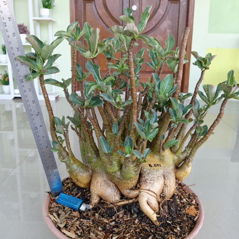 Jual Adenium ID. GODJI ORI ( size jumbo ) | Shopee Indonesia
