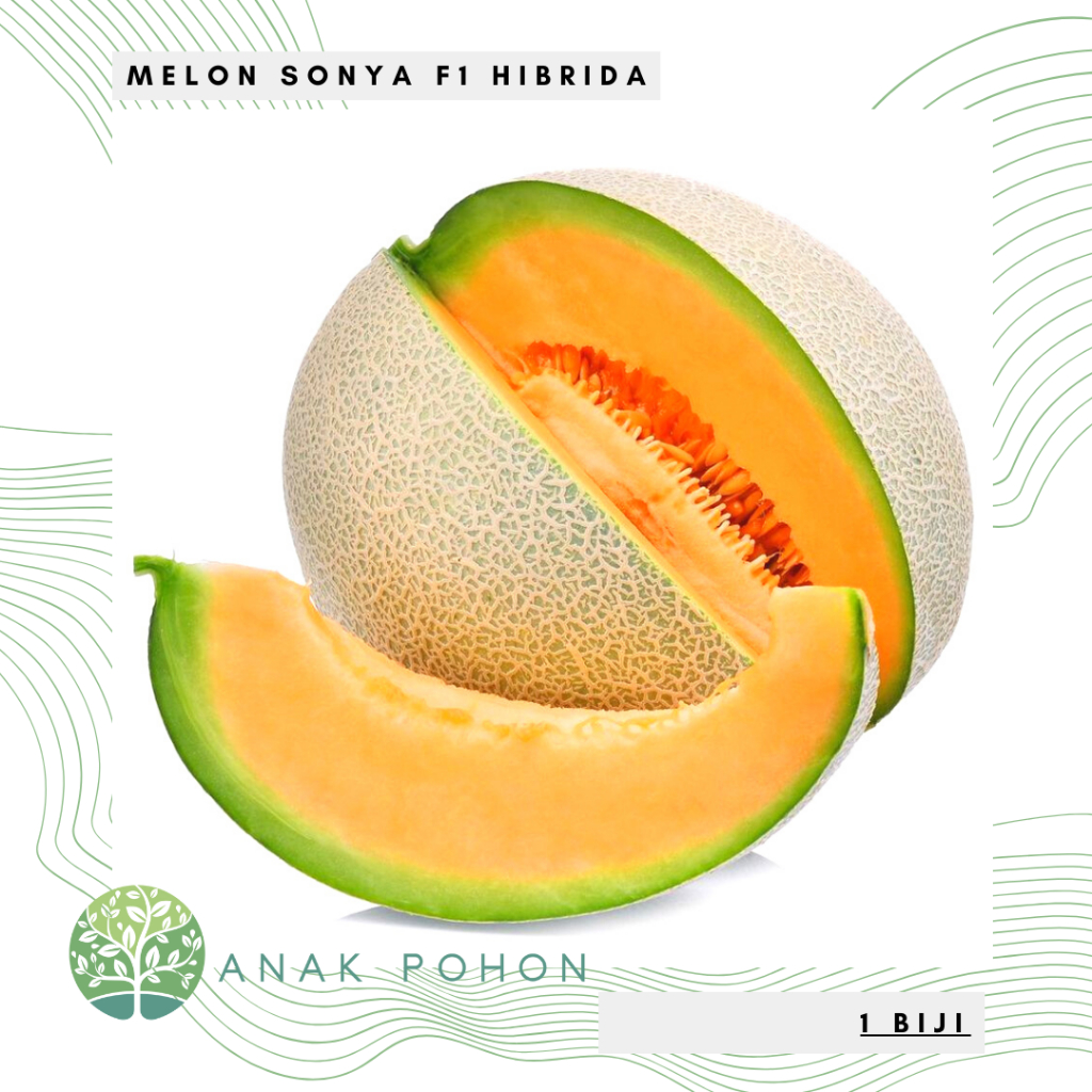 Jual Benih Bibit Biji Melon Sonya F1 Hibrida Sweet Rock Melon Orange