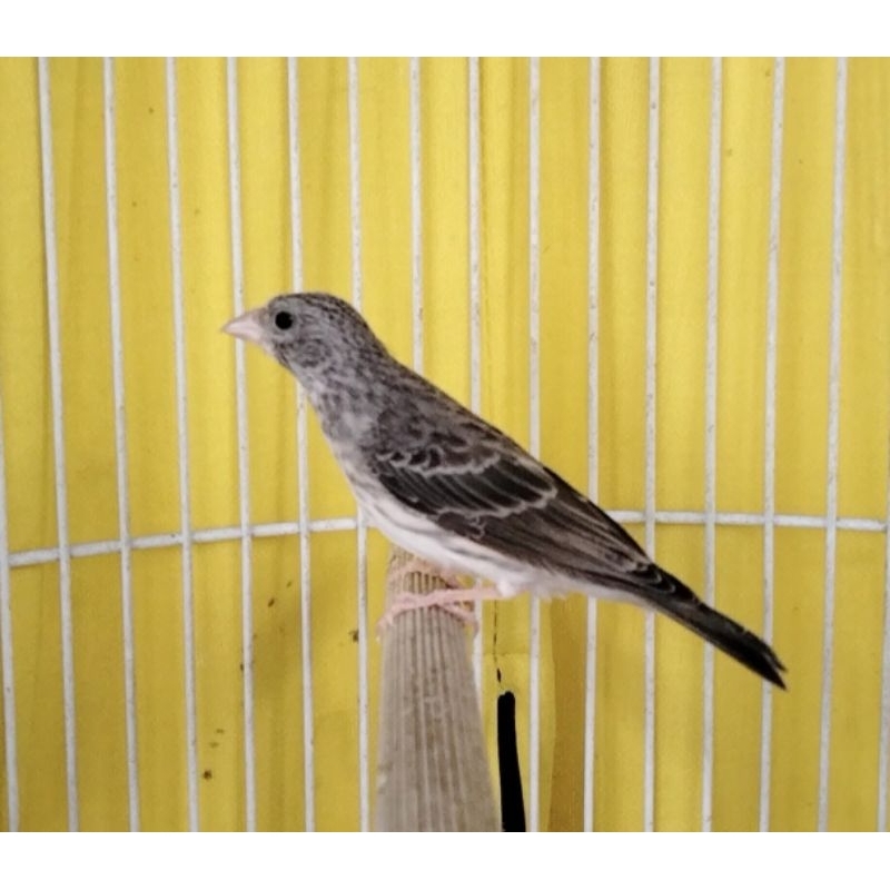 Jual burung Edel sanger jantan paud rajin bunyi | Shopee Indonesia