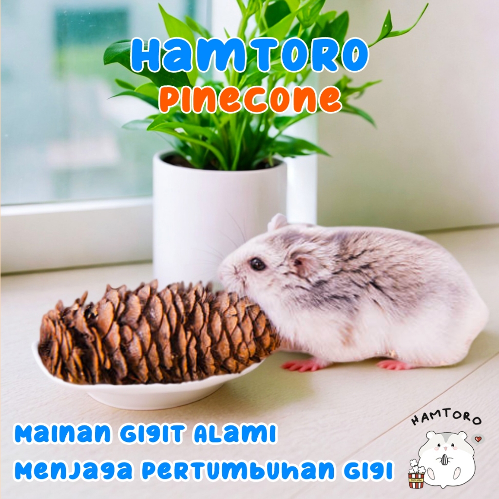 Jual Pine Cone Mainan gigit Hamster/Hamster Chew Toy Biji pinus Buah Cemara Dekorasi Shopee