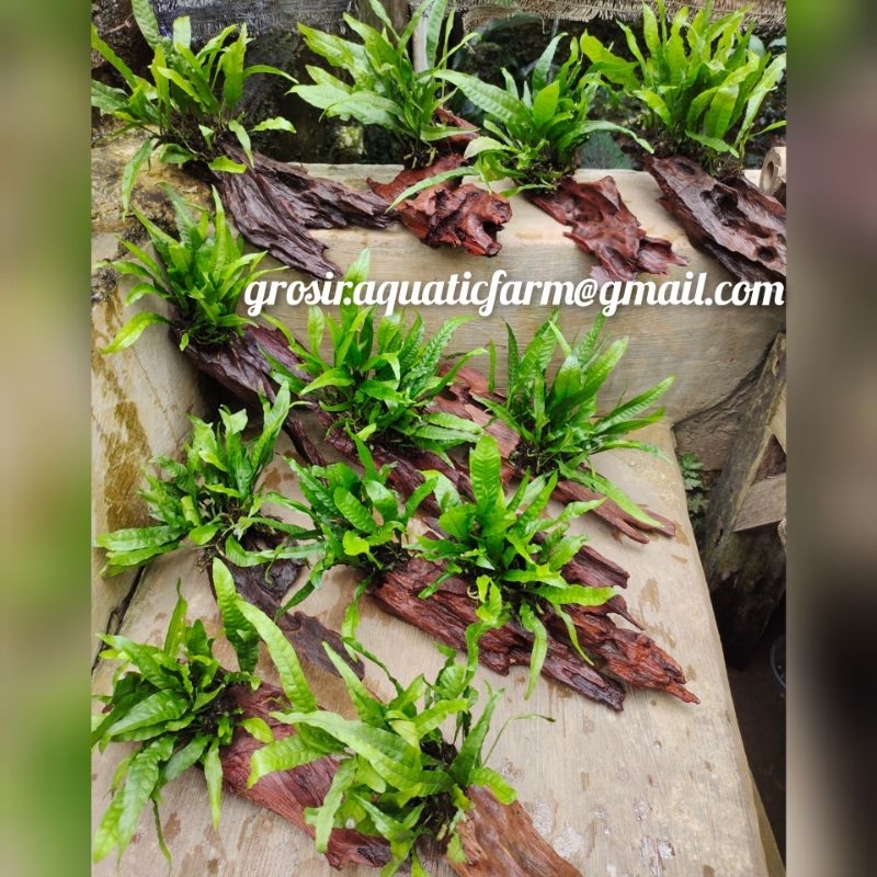 Jual Hardscape kayu rentek Java fern hiasan aquascape paludarium reptil ...