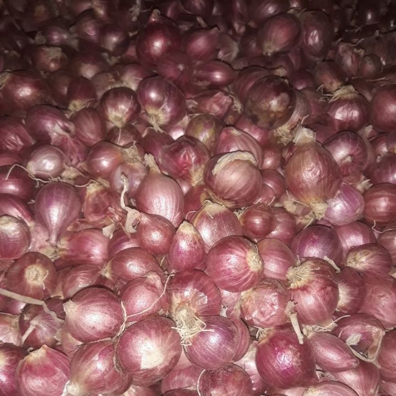 Jual Bawang Merah Brambang Kering Ukuran Sedang 1 Kg Shopee Indonesia