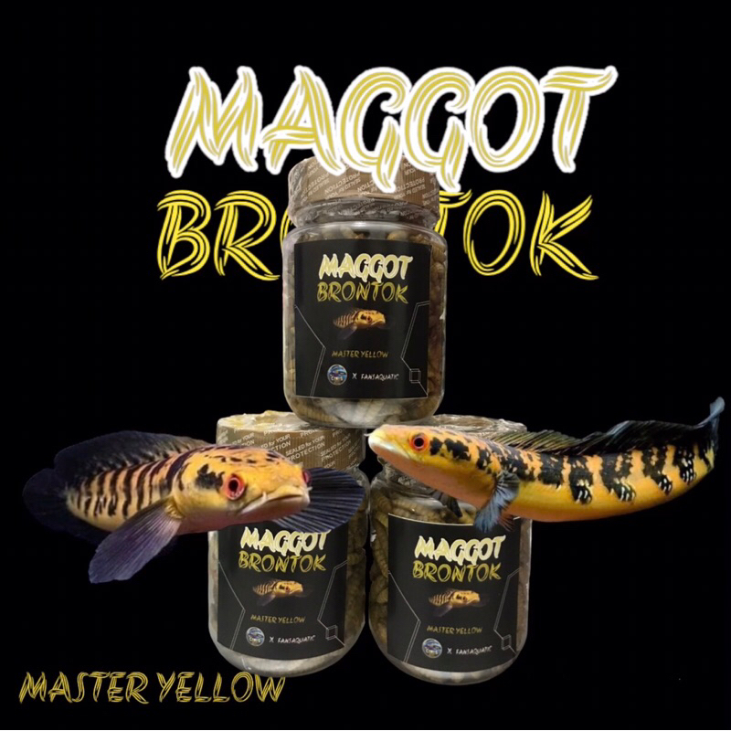 Jual MAGGOT KERING BRONTOK CHANNA MARU YELLOW dan BLUE PULCHRA ...