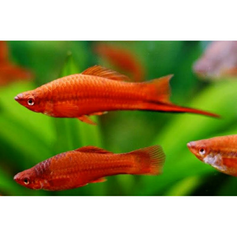 Jual ikan platy pedang merah / ikan platy red sword / ikan plati / ikan ...