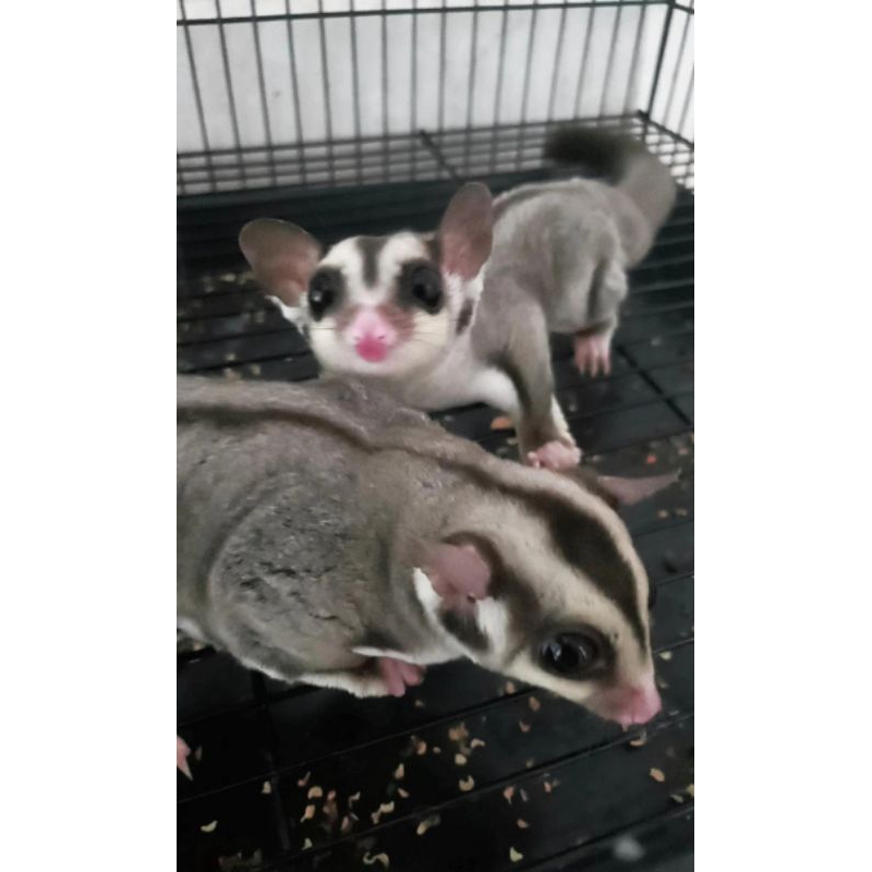 Jual Sugar glider classic grey sepasang cewe cowo. jinak umur blm sampe
