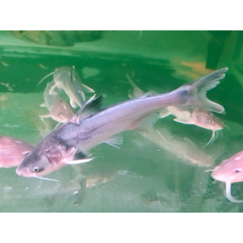 Jual Replika Pangasius Nasutus / Hiasan Aquarium Pangasius Nasutus ...