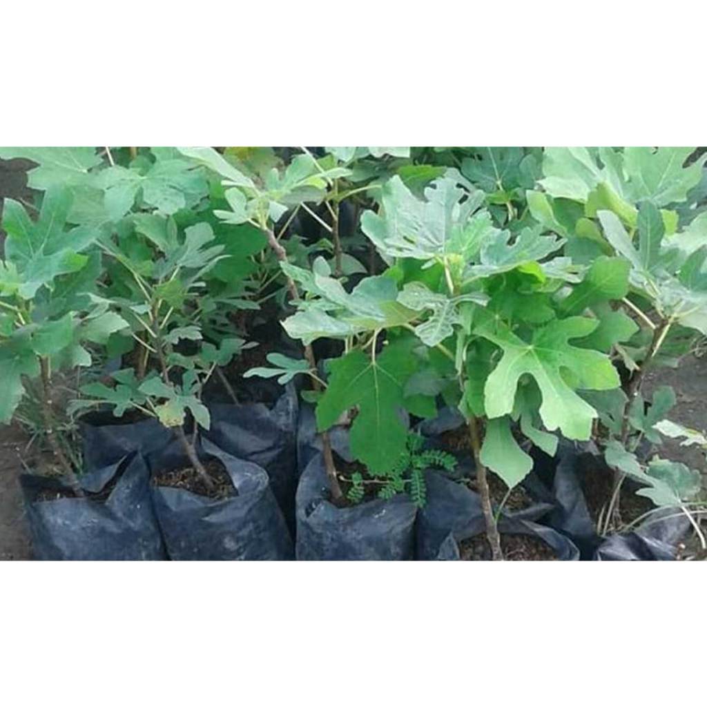 Jual bibit tin segala macam jenis ada live Shopee Indonesia