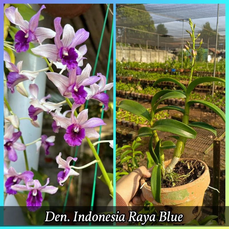 Jual Den. Indonesia Raya Blue (berbunga) | Shopee Indonesia