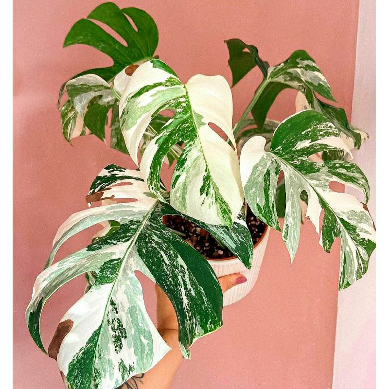 Jual Monstera Varigata Monvar | Shopee Indonesia