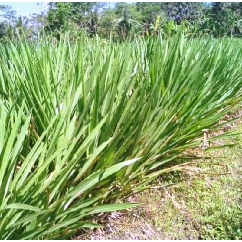 Jual Bibit rumput odot kwalitas super terlaris | Shopee Indonesia