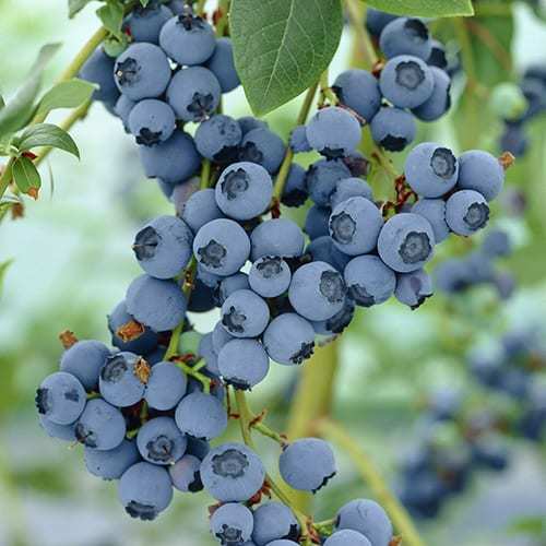 Benih Bibit Buah Blueberry (10 Butir)