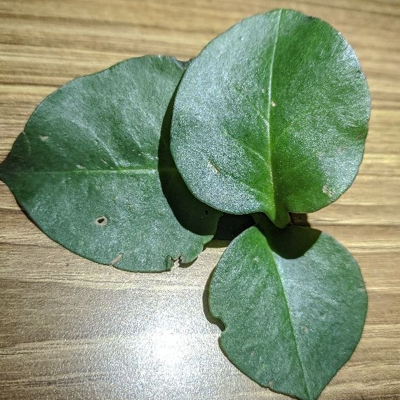 Jual DAUN BINAHONG / PIAHONG / ANREDERA CORDIFOLIA | Shopee Indonesia