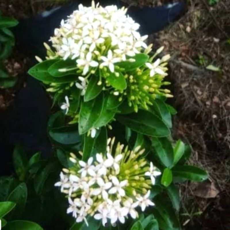 Jual Tanaman Hias Asoka Jambon White Flower (Soka Bunga Pitih) | Shopee ...