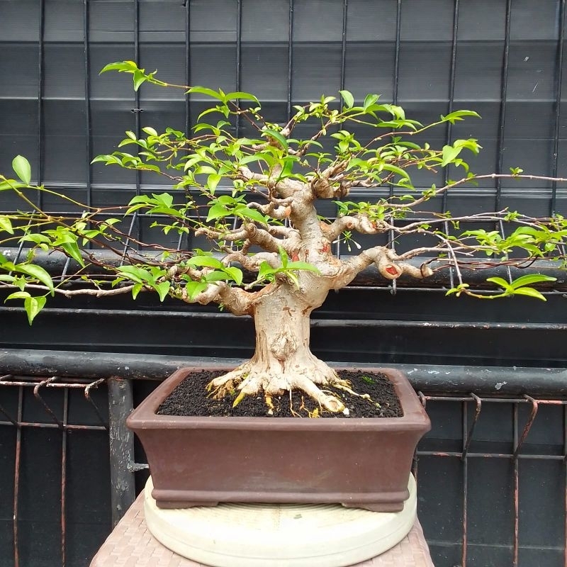bonsai banana tree Maple bonsai – The Artment