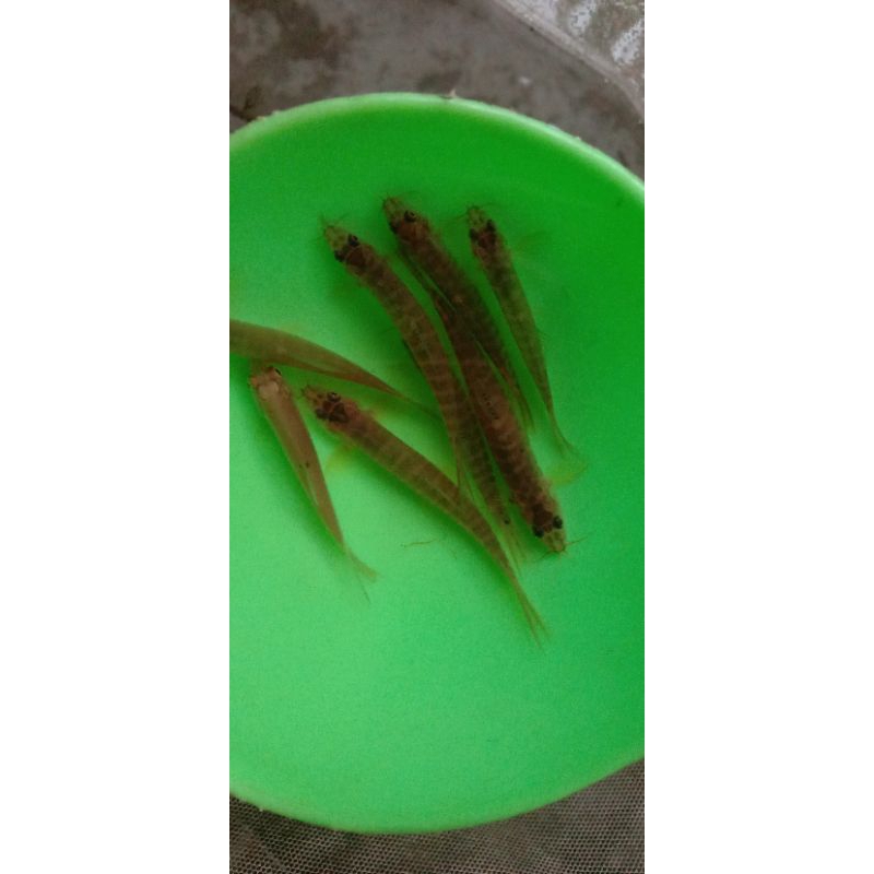 Jual Uceng hiasan aquascape/Jeler/ikan uceng hiasan aquascape/pembersih ...