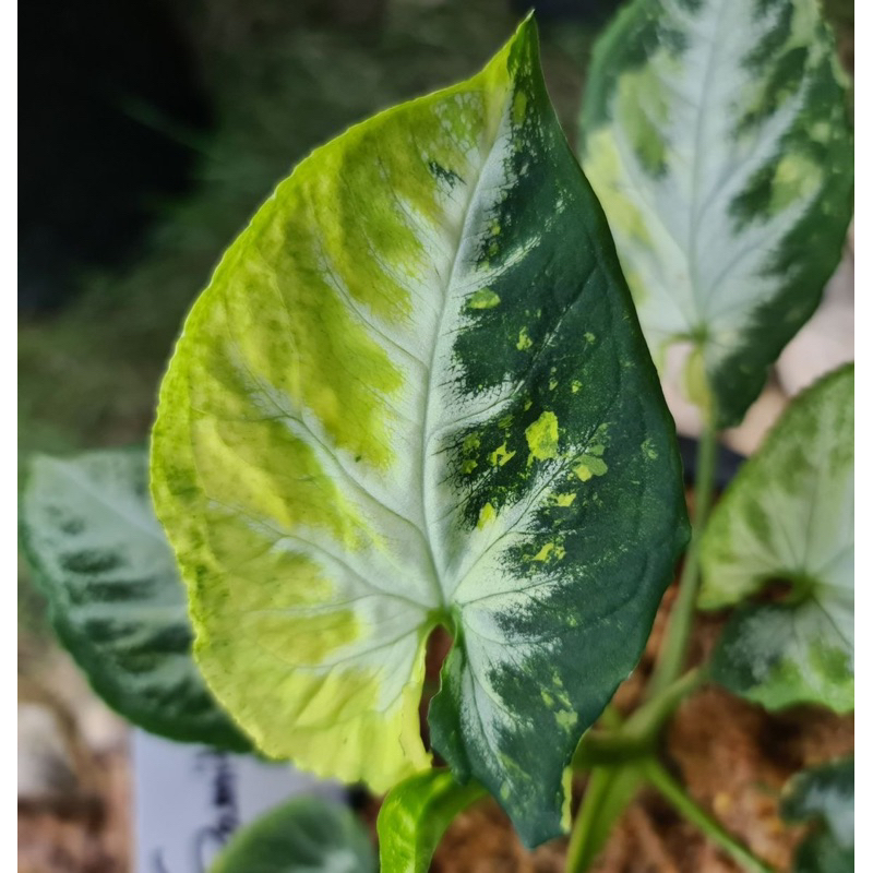 Jual Plantbuys Tanaman Hias Bunga Syngonium Scrambled Egg Variegata