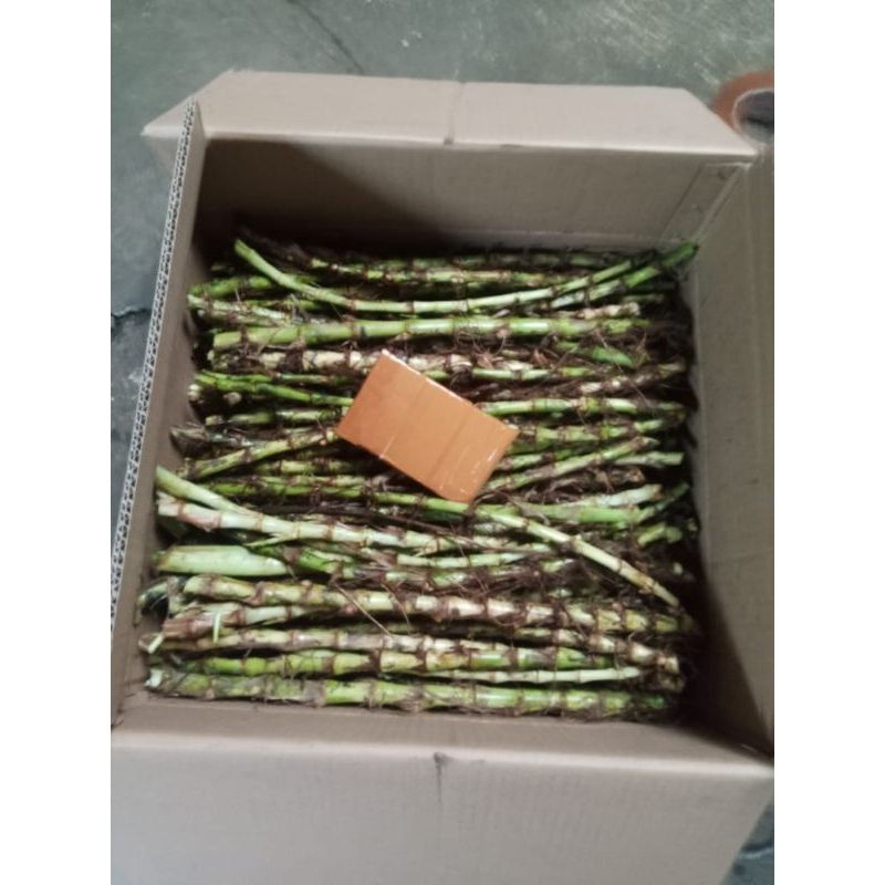 Jual Bibit Rumput Odot Super panjang 30 cm | Shopee Indonesia