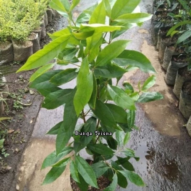 Jual TANAMAN DAUN SALAM / POHON SALAM / DAUN SALAM TINGGI 60-80 CM ...