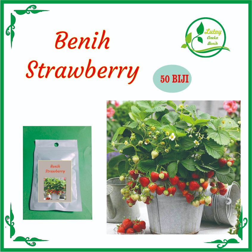 BENIH BIBIT STRAWBERRY ISI 50 BIJI