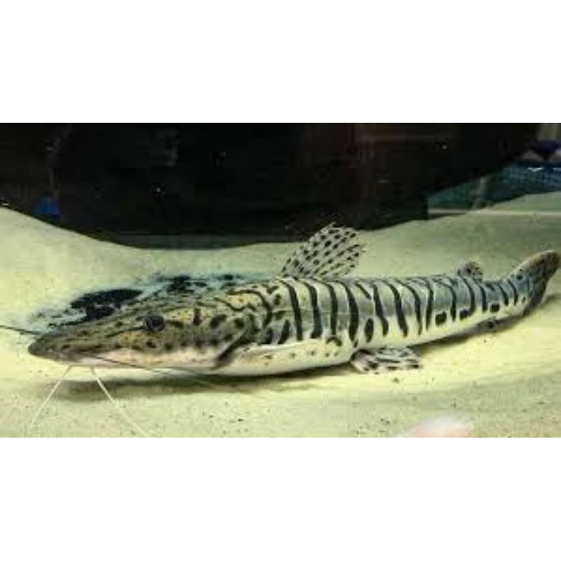 Jual TSN | Tiger ShovelNose Catfish 15cm | Shopee Indonesia