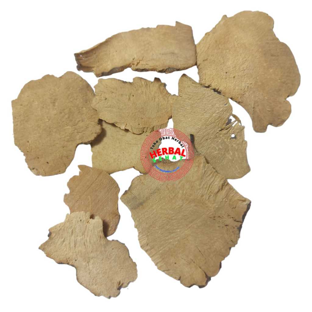 Jual Bi Xie 300gram Bei Xie / Chuan Tai - Rhizoma Dioscoreae ...