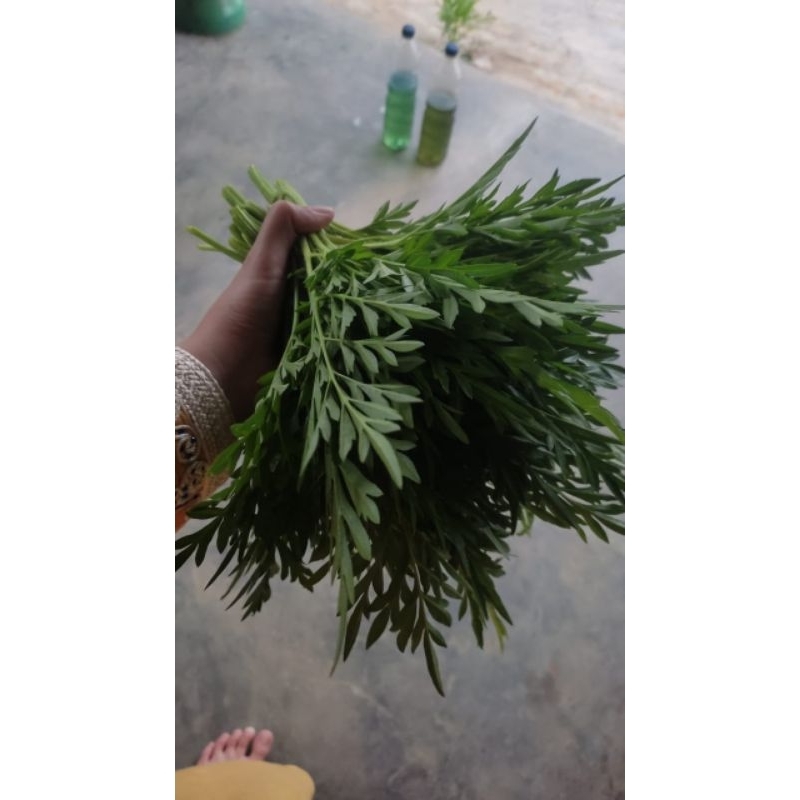 Jual Daun Kenikir Segar / Ulam Raja Randa Midang 250 Gram | Shopee ...