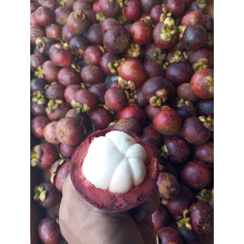 Jual Buah Manggis Jumbo Fresh And Manis 1kg Shopee Indonesia