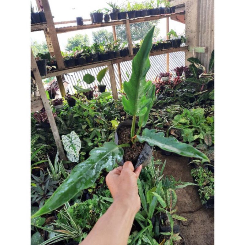 Jual Tanaman Hias Philo Gergaji / Tanaman Hidup Philo Crocodile Bunga ...