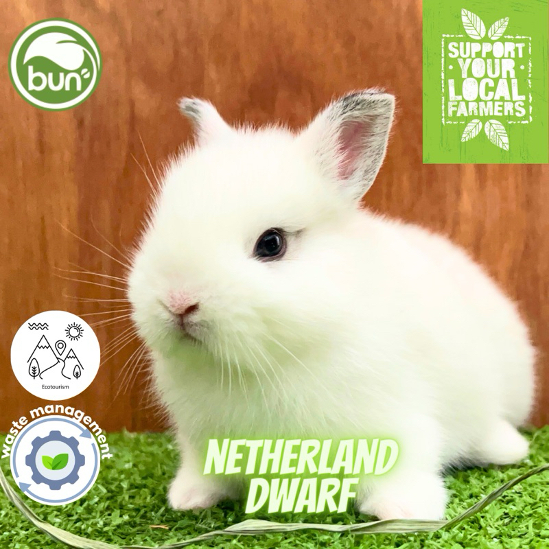 Jual Kelinci Putih Netherland Dwarf Mini ND Hotot Shopee Indonesia