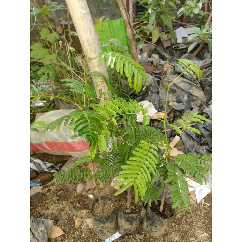 Jual BIBIT PETAI JUMBO HASIL OKULASI CEPAT BERBUAH | Shopee Indonesia