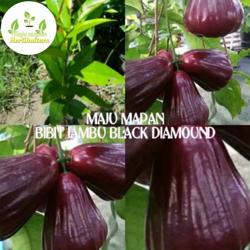 Jambu black deals